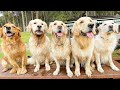 5 Golden Retrievers find every mud puddle on the farm!