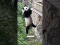 Kumfu karate#kumfu panda#funny anumal#viral#jungle