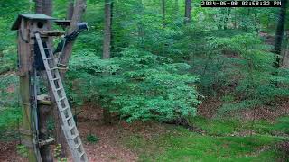 Barred Owl, Leesville Owls Live Stream