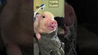 Person Attempt to Clean a Feisty Piglet's Face