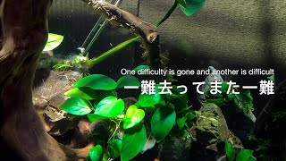 ショック！アヌビアスバルテリーがとんでもない事になりました【アクアリウム】