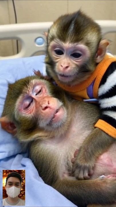 Monyet lucu bersedih 😓😓 #cute  #monkey #monyet #monyetlucu #cutemonkey #lucu #kocak #ngakak #funny