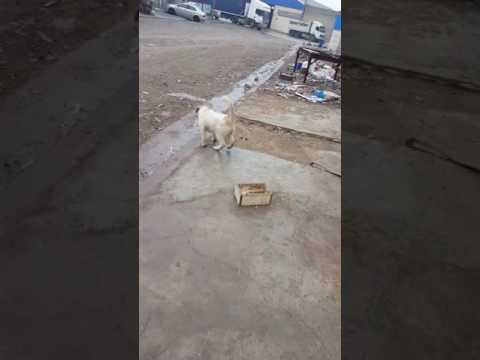 سەگی بشدەری