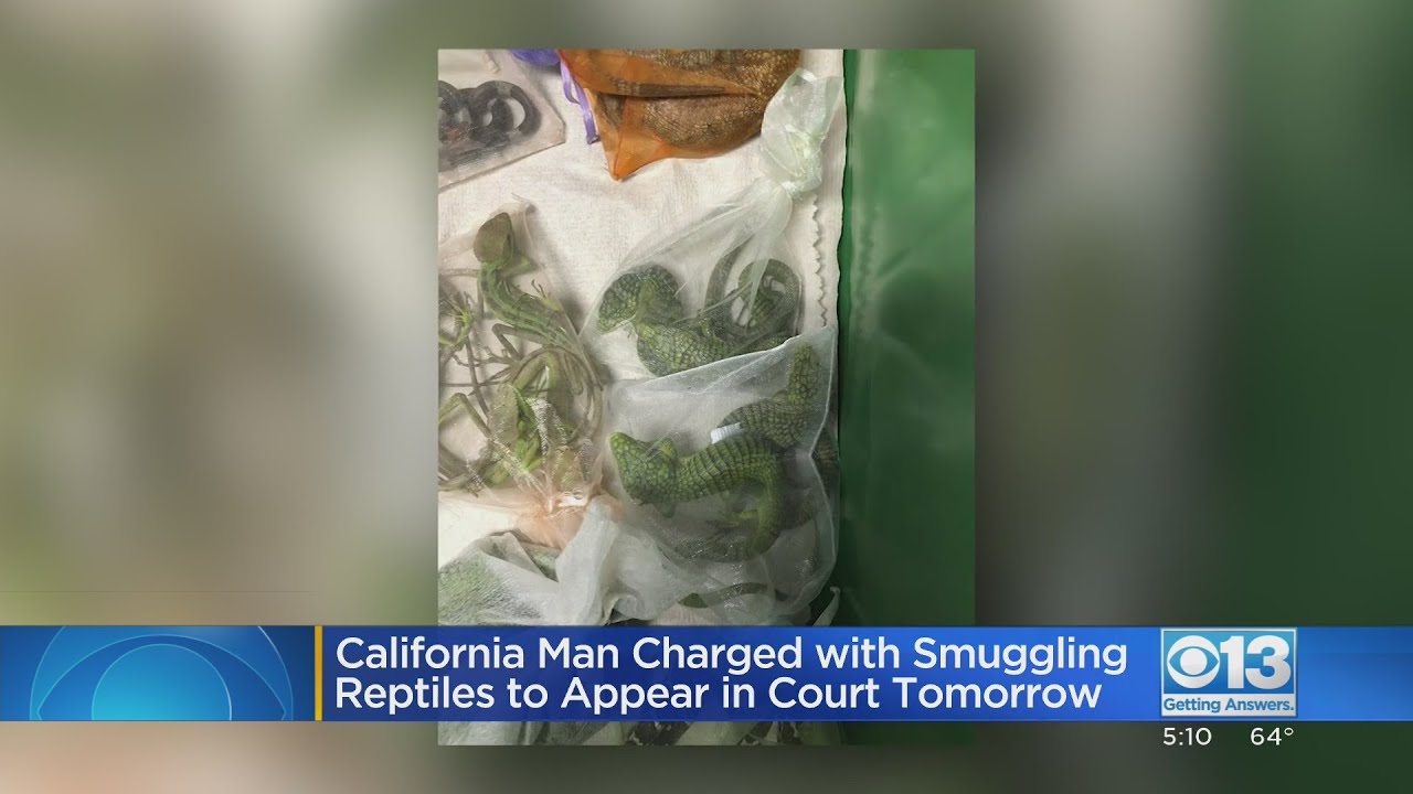 California Man Charged With Smuggling Reptiles To Appear In Court Tomorrow