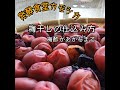 【発酵食堂カモシカ】梅干し仕込み～梅酢があがるまで