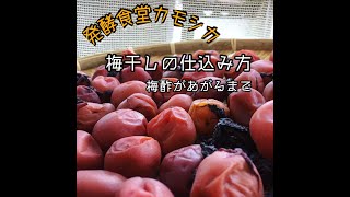 【発酵食堂カモシカ】梅干し仕込み～梅酢があがるまで