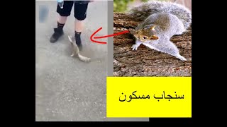 سنجاب مسكون يطلب الماء من الناس  ما كان ليصدق لو لم تصوره الكاميرا