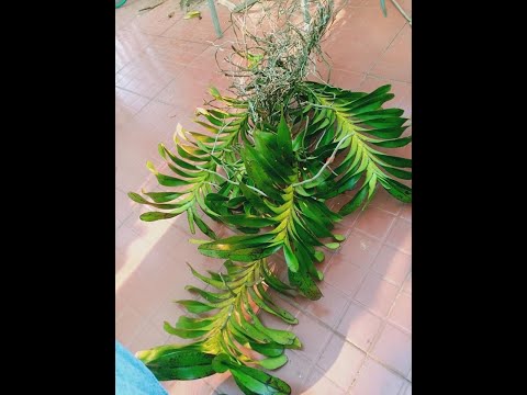 Tuyệt chiêu ghép quế lan hương đẹp và nhanh lớn