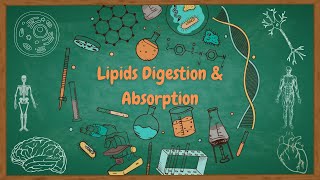 lipids -3- (Digestion & Absorption) - هضم الدسم وامتصاصها  - biochemistry