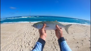 Big Tailor and salmon on the bite at Yeagarup March 2023 Day 1