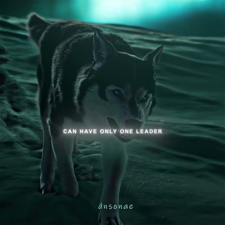 'A pack can have only one leader' The Call of the Wild #shorts #edit