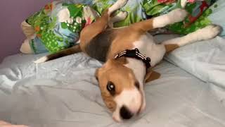 Shirley Łaciata Sfora by Łaciata Sfora FCI hodowla beagle & shiba inu 1,025 views 4 years ago 15 seconds