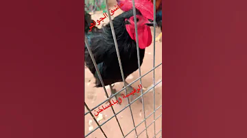 فينكم اصحبات المساخن هاهو والخير موجود هههه عاشق الجواهر مول الياقوتة حمراء Fruit سمك تيك توك 