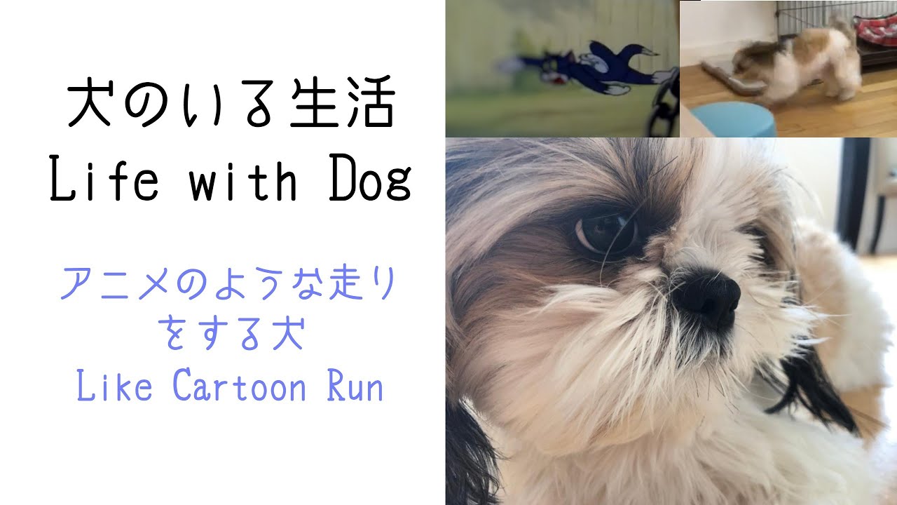 アニメのような走り方をするシーズー犬 Shihtzu Runs Like A Cartoon Youtube