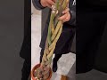大型パキラ、枯れかけた時の対処法#観葉植物のある暮らし #観葉植物 #観葉植物インテリア #観葉植物育て方 #植え替え #パキラ #植物
