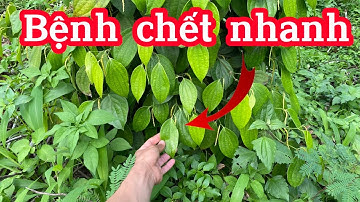 Cách phòng bệnh chết nhanh trên cây hồ tiêu vào mùa mưa.