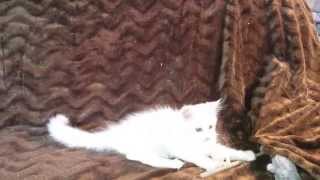 White Maine Coon kitten playing on the couch by José entrena 106 views 9 years ago 58 seconds