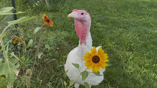 Massage Out That Anger | Farm vlog