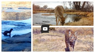 What do the animals at the Poudre Learning Center do in the winter?