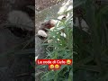 #beautiful #birds #cat #angel #perte #virale #cute #kitten #love #music #chat #gatos #memes #amore