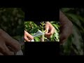 grafting of mango tree #grafting #graftingmangotree #mango