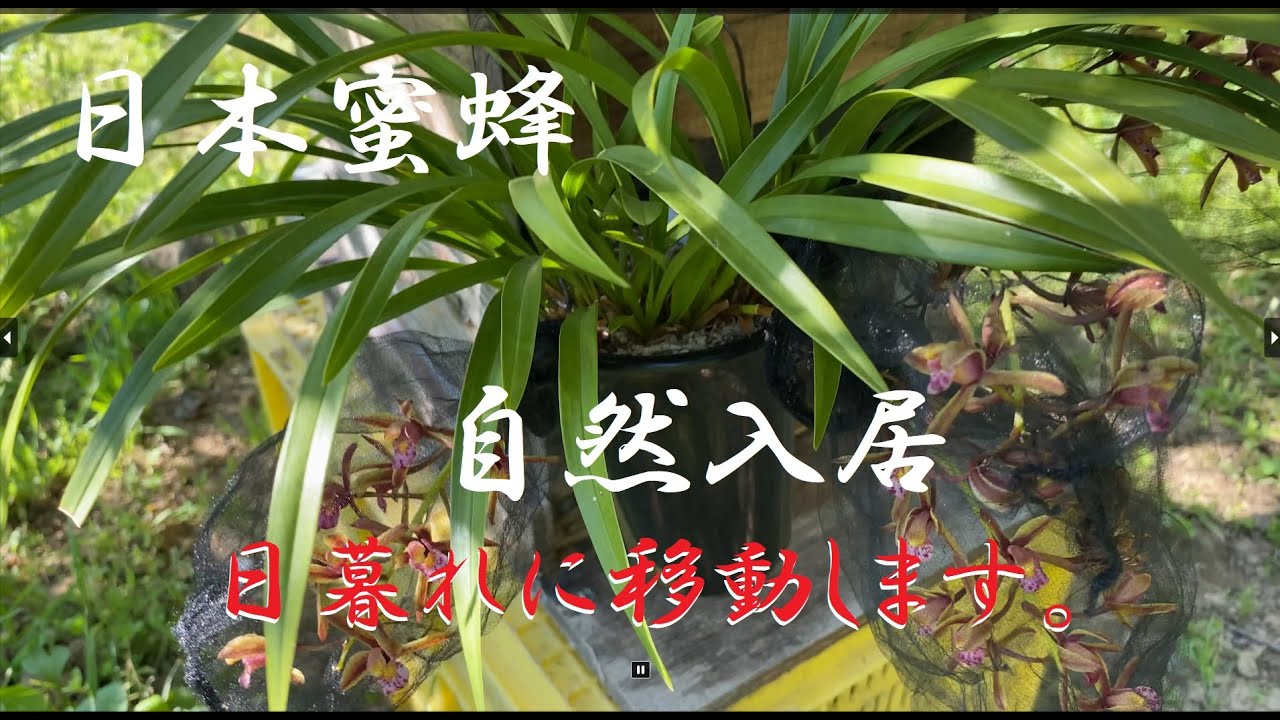 ニホンミツバチ 】分蜂群 自然入居、入居した巣箱は日没後に自宅に移動