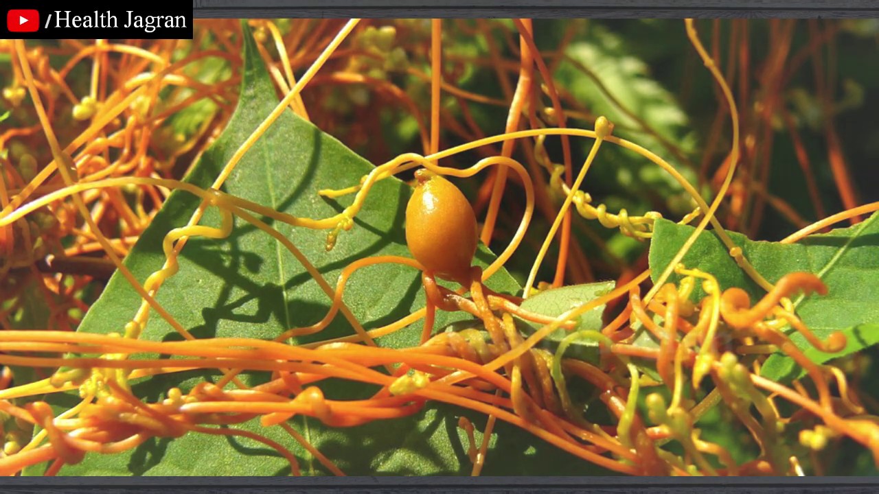 अमरबेल के चिकित्सीय लाभ Dodders plant benefits in hindi Cuscuta Indian Herb info YouTube
