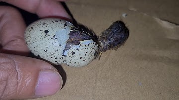 Close-up of quail hatching from eggs , cận cảnh chim cút nở từ quả trứng ra