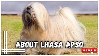 ABOUT LHASA APSO || ADVANTAGES & DISADVANTAGES OF LHASA APSO || TIPS & TRICKS ON LHASA APSO