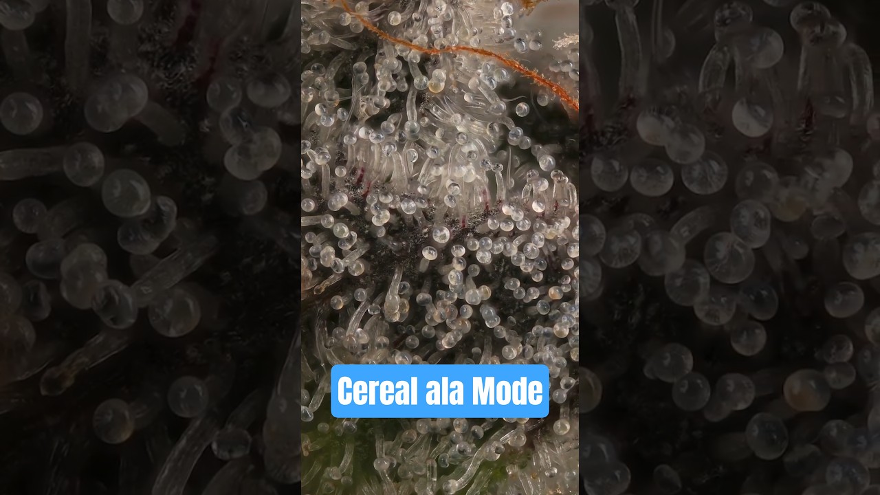 Cereal A La Mode 360 Video