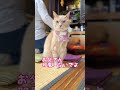 【お父さん猫和尚から注意を受ける】#猫 #猫動画 #cat #cute