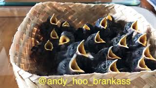 Birds Choir 😍 by Andy Hoo 46,295 views 5 years ago 2 minutes, 58 seconds