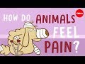 Understanding Animal Pain and Ethics