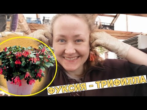 Видео: Фуксия өвчний эсрэг тэмцэл