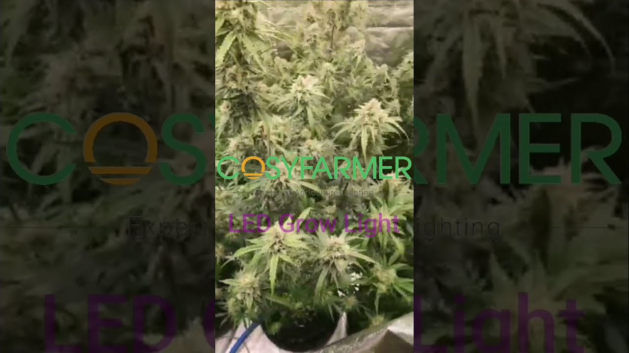 Cosyfarmer LED Grow Light 8Bar 720W