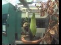 Corpse Flower Time Lapse July 1 - 24