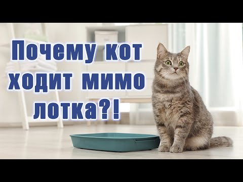 Почему котенок ходит мимо лотка?! Пять причин того, почему кошка не ходит в лоток.