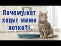 Почему котенок ходит мимо лотка?! Пять причин того, почему кошка не ходит в лоток.