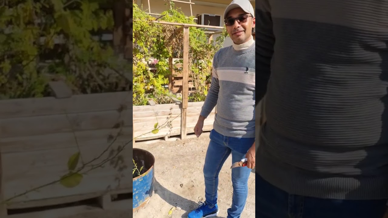 عنصر الحديد وأهميته القصوى للنبات وكيفية إستعماله #البحرين #زراعة #agriculture #الخليج_العربي