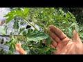 vlog#233 PAGLALAGAY NG TALI SA SILI AT KAMATIS