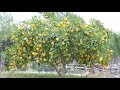 سر نمو شجرة الليمون وزيادة ثمارها _ السر الذي يخفيه مزارعين اشجار الليمون