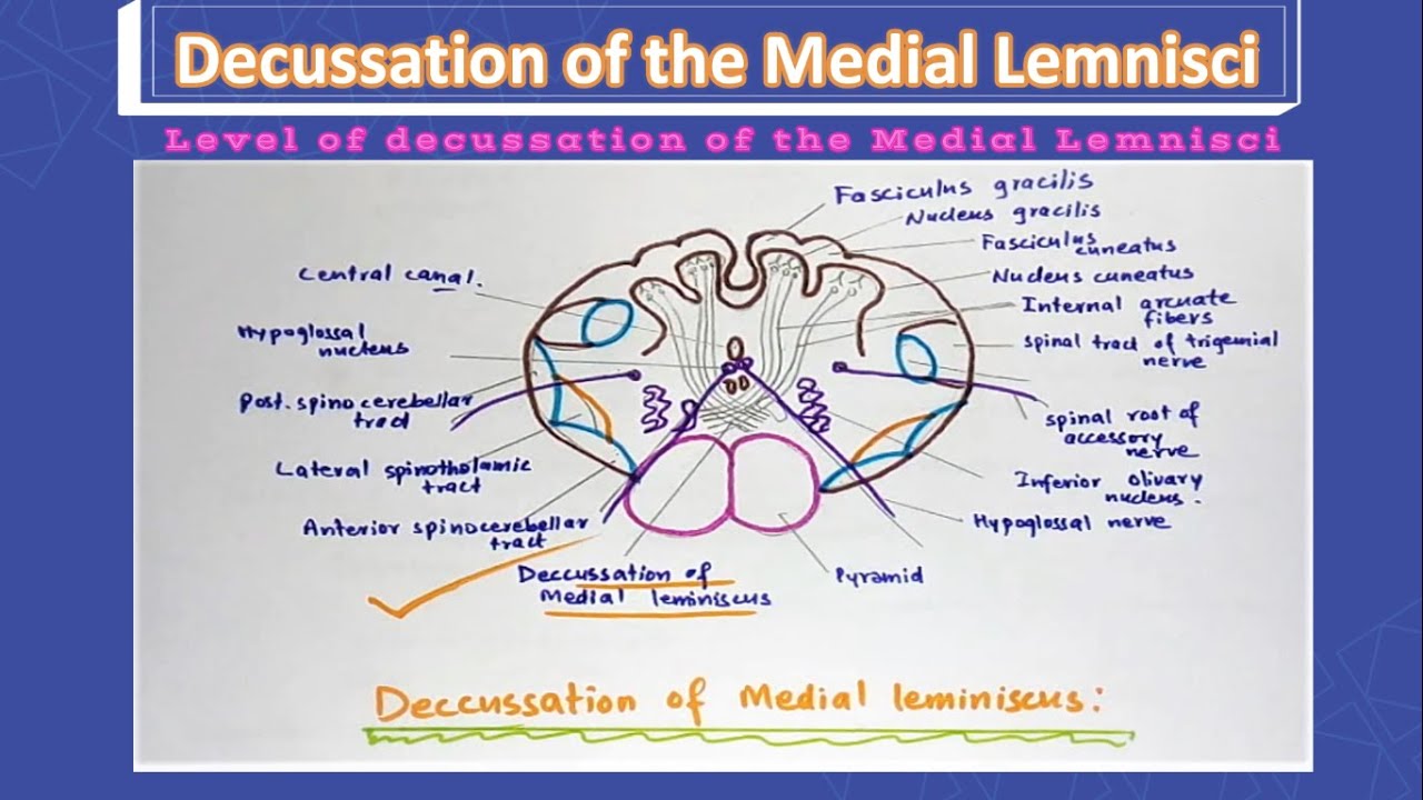 Cross Section Of Decussation Of Medial Lemniscus Drawing How To