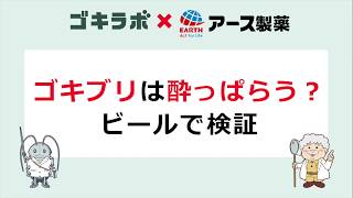 【実験】ゴキブリは酔っぱらう？ビールで検証