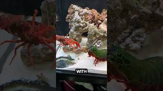 Top 3 Animals With The Fastest Reflexes Number 1 Will Shock You