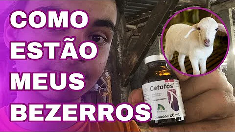 O que fazer quando o bezerro está fraco?
