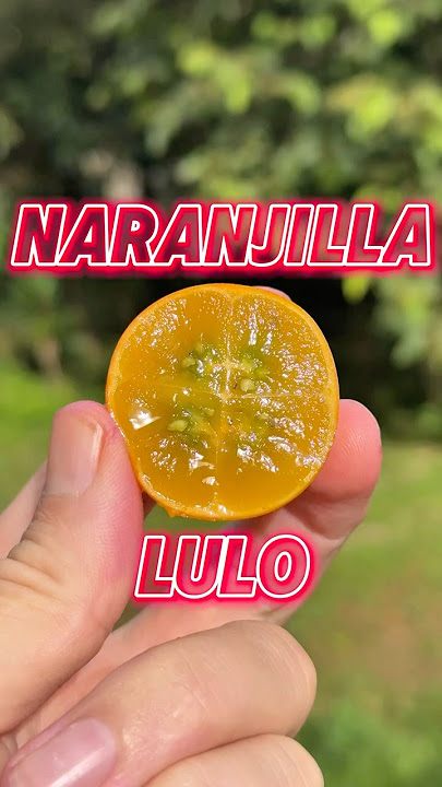 Trying Lulo Fruit  | Exotic Fruit Taste Test #lulo #naranjilla