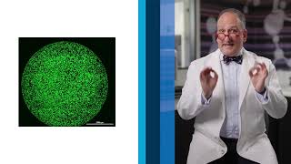 How to Quantify Viral Titers with Fluorescent Plaque Assays (96-Well Format)