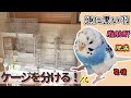 【肥満対策】6羽分のケージを用意する【脂肪肝】【謎のブツブツ】【セキセイインコ】【#43】