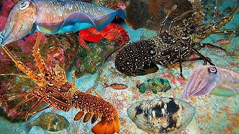 💥 Lặn 18m: Trúng Ổ Tôm Hùm – 2 Mực Nang Xuất Hiện Ngay Dưới Chân!