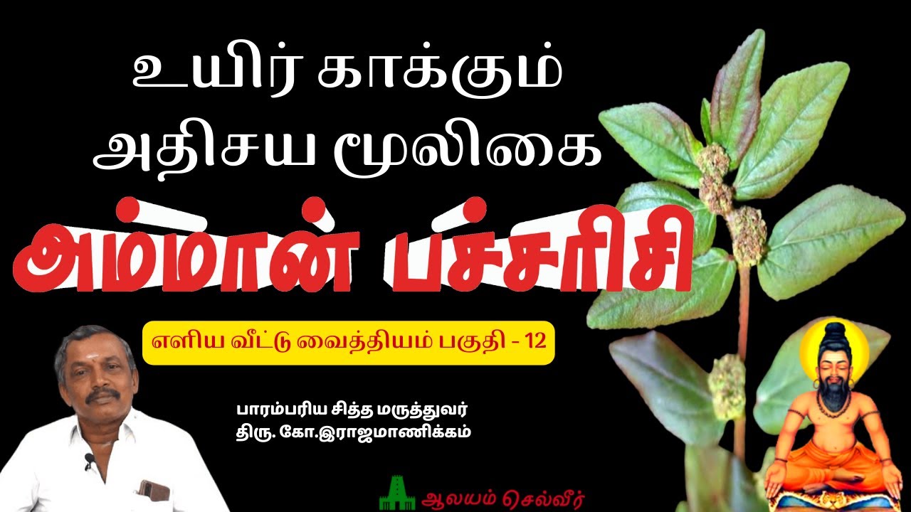 அம்மான் பச்சரிசி இலை மருத்துவம் | உயிர் காக்கும் அதிசய சித்தர்கள் மூலிகை | காயகல்பம் மூலிகை